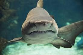 Dinosaur park & Creta aquarium